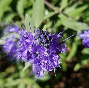 Meet your Posher, Lotus